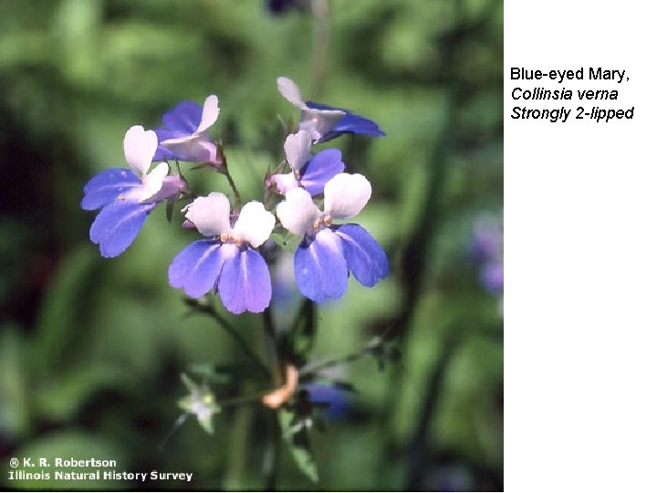 Blue-eyed Mary, Collinsia verna Strongly 2 -lipped 