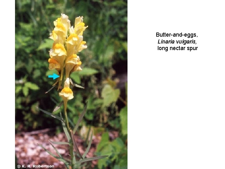 Butter-and-eggs, Linaria vulgaris, long nectar spur 