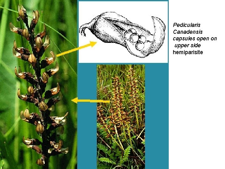 Pedicularis Canadensis capsules open on upper side hemiparisite 
