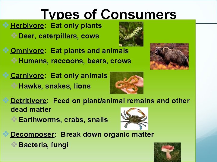 Types of Consumers v Herbivore: Eat only plants v Deer, caterpillars, cows v Omnivore: