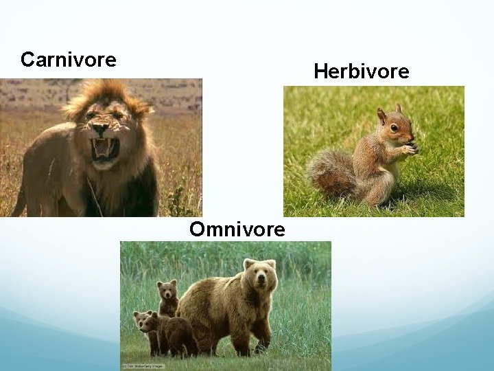 Carnivore Herbivore Omnivore 