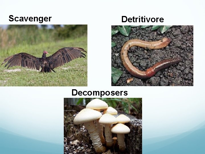 Scavenger Detritivore Decomposers 