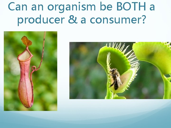 Can an organism be BOTH a producer & a consumer? 