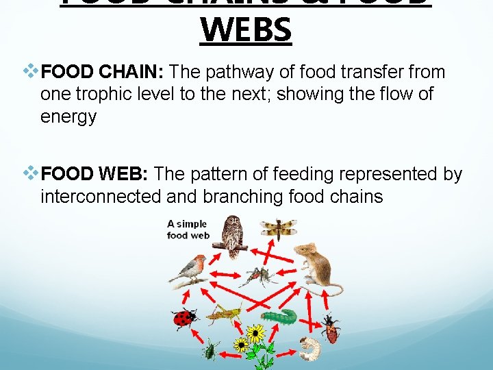 FOOD CHAINS & FOOD WEBS v. FOOD CHAIN: The pathway of food transfer from