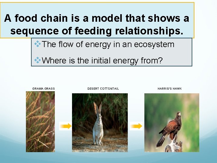A food chain is a model that shows a sequence of feeding relationships. v.