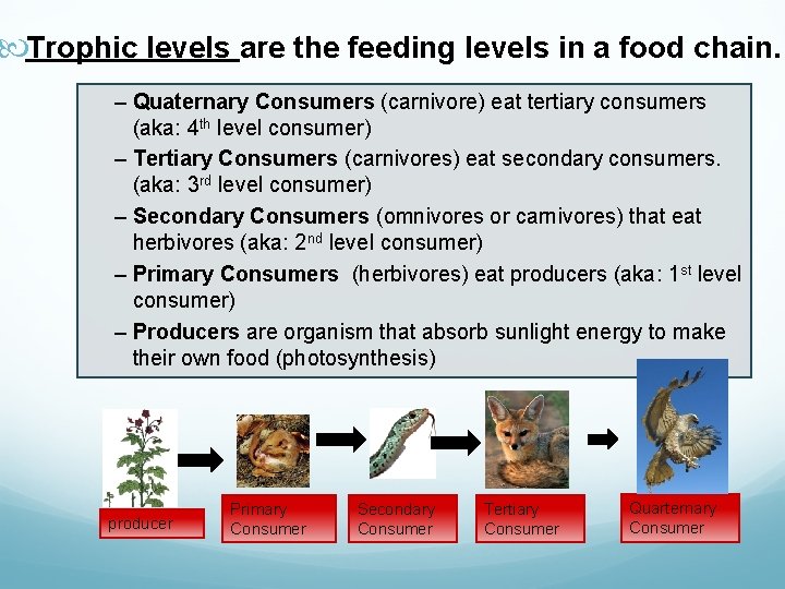  Trophic levels are the feeding levels in a food chain. – Quaternary Consumers