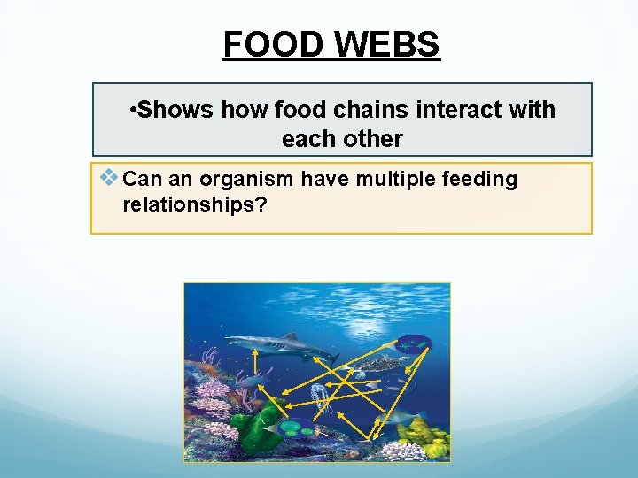 FOOD WEBS • Shows how food chains interact with each other v Can an