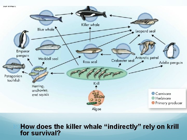  How does the killer whale “indirectly” rely on krill for survival? 