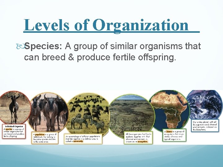 Levels of Organization Species: A group of similar organisms that can breed & produce