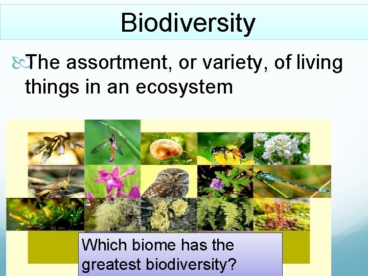 Biodiversity The assortment, or variety, of living things in an ecosystem Which biome has