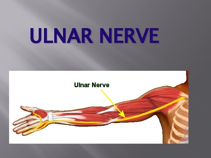 ULNAR NERVE 