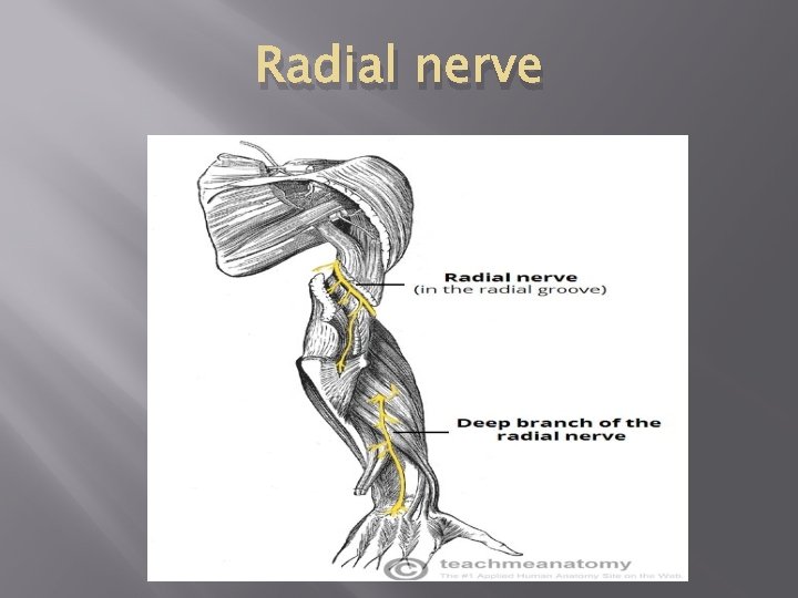 Radial nerve 