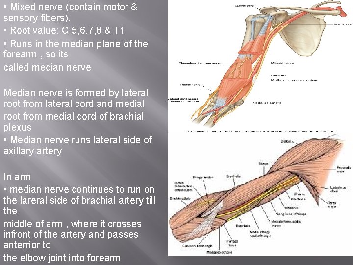  • Mixed nerve (contain motor & sensory fibers). • Root value: C 5,