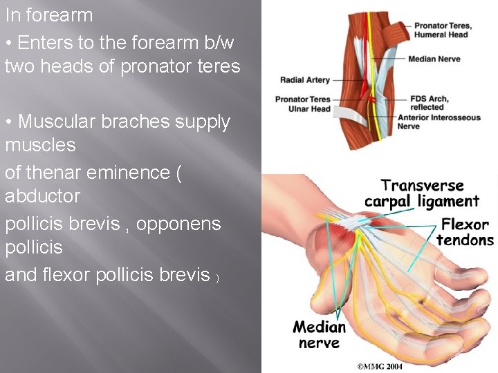 In forearm • Enters to the forearm b/w two heads of pronator teres •