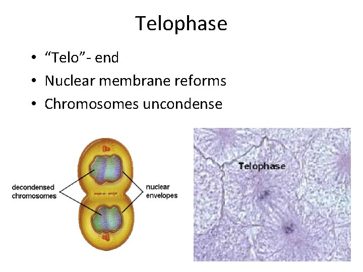 Telophase • “Telo”- end • Nuclear membrane reforms • Chromosomes uncondense 