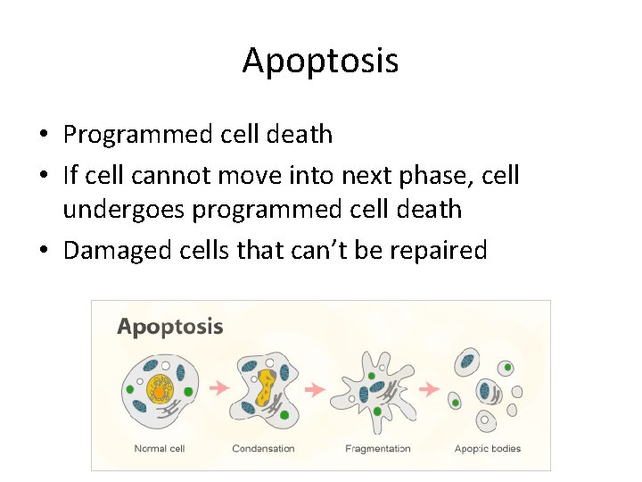 Apoptosis • Programmed cell death • If cell cannot move into next phase, cell