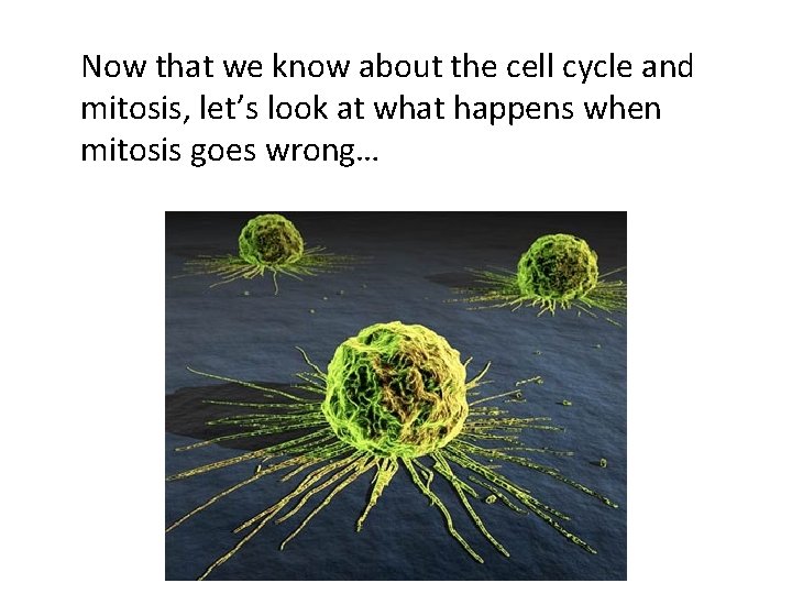 Now that we know about the cell cycle and mitosis, let’s look at what