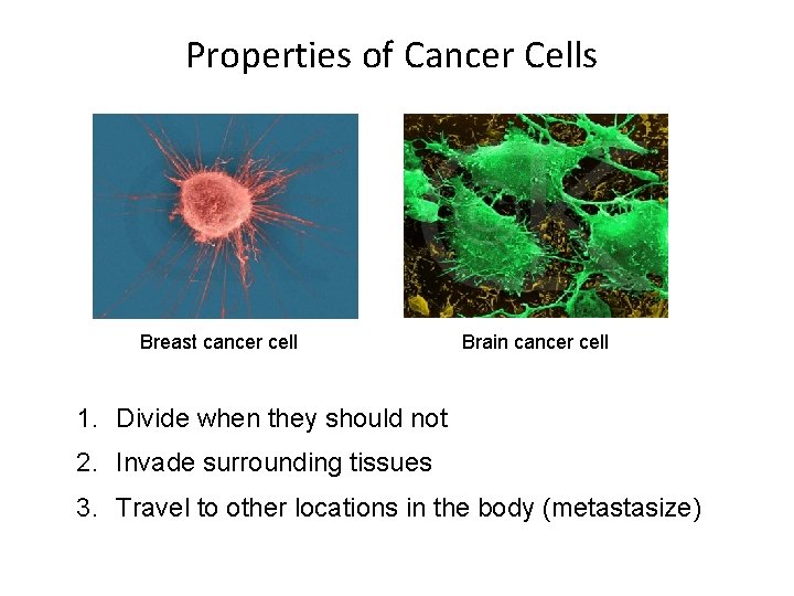 Properties of Cancer Cells Breast cancer cell Brain cancer cell 1. Divide when they