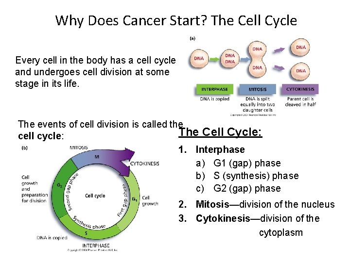 Why Does Cancer Start? The Cell Cycle Every cell in the body has a