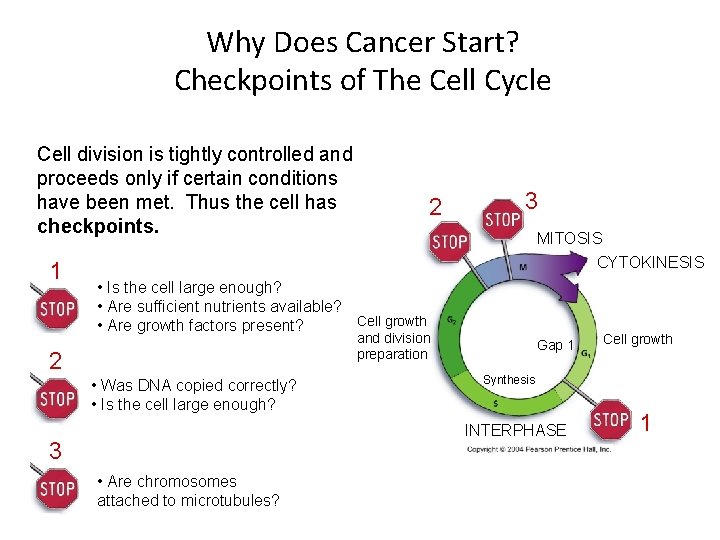 Why Does Cancer Start? Checkpoints of The Cell Cycle Cell division is tightly controlled