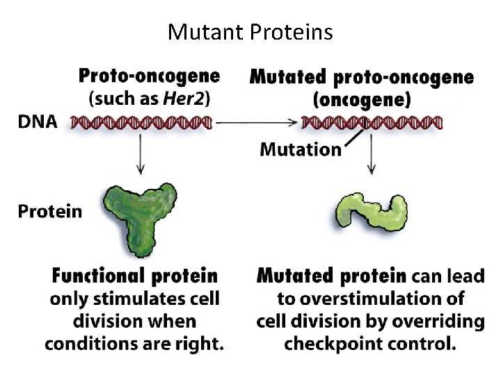 Mutant Proteins 