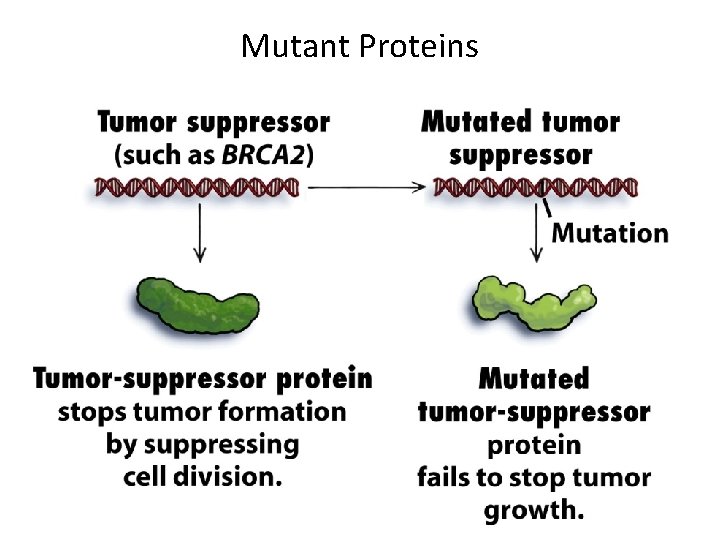 Mutant Proteins 