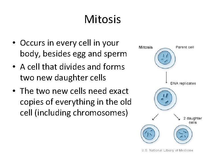 Mitosis • Occurs in every cell in your body, besides egg and sperm •