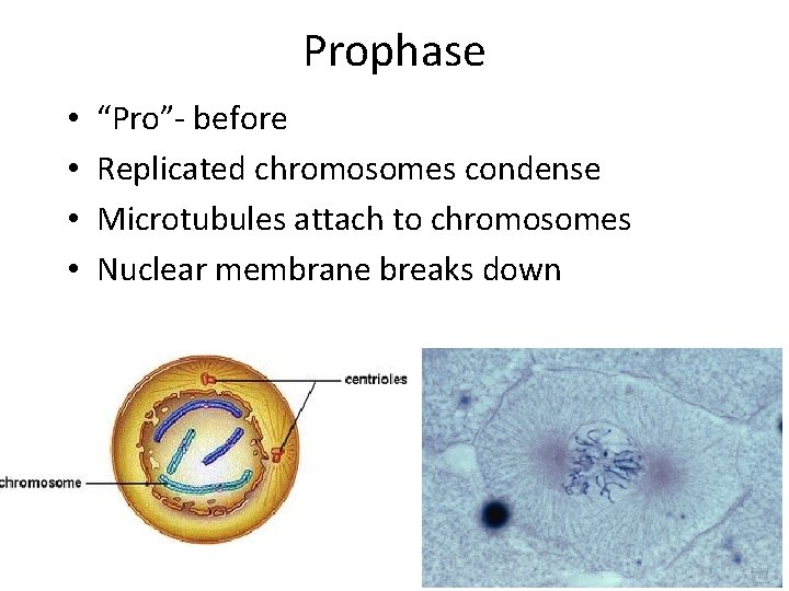 Prophase • • “Pro”- before Replicated chromosomes condense Microtubules attach to chromosomes Nuclear membrane