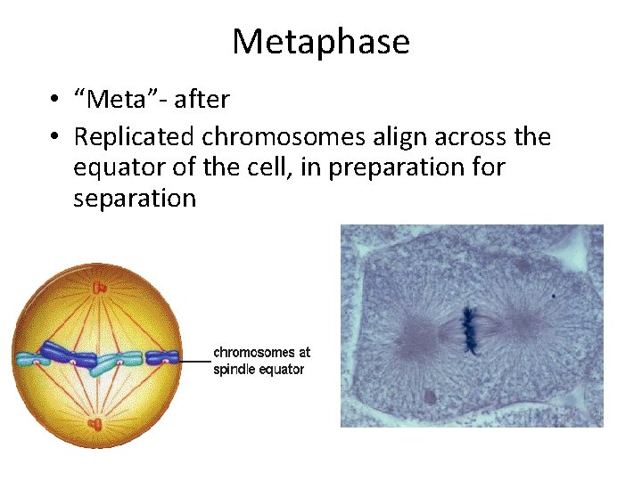 Metaphase • “Meta”- after • Replicated chromosomes align across the equator of the cell,