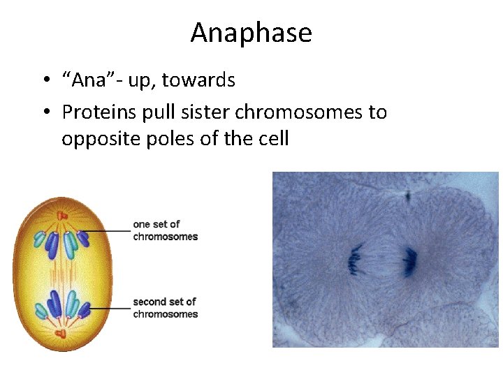 Anaphase • “Ana”- up, towards • Proteins pull sister chromosomes to opposite poles of