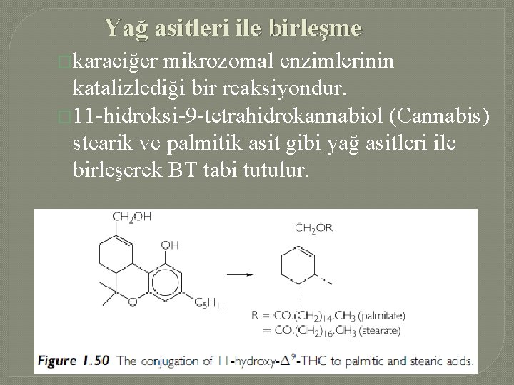 Yağ asitleri ile birleşme �karaciğer mikrozomal enzimlerinin katalizlediği bir reaksiyondur. � 11 -hidroksi-9 -tetrahidrokannabiol