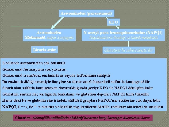 Asetominofen (paracetamol) KFO Asetominofen Glukuronid, sulfat konjugatı İdrarla atılır N-acetyl-para-benzoquinoneimine (NAPQI) Hepatositlere Reaktif ve