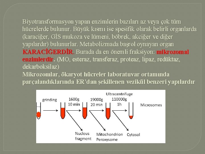 Biyotransformasyon yapan enzimlerin bazıları az veya çok tüm hücrelerde bulunur. Büyük kısmı ise spesifik