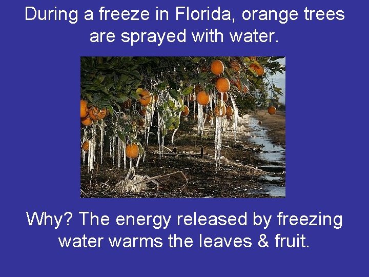 During a freeze in Florida, orange trees are sprayed with water. Why? The energy