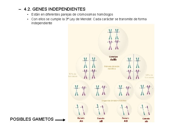 – 4. 2. GENES INDEPENDIENTES • Están en diferentes parejas de cromosomas homólogos •