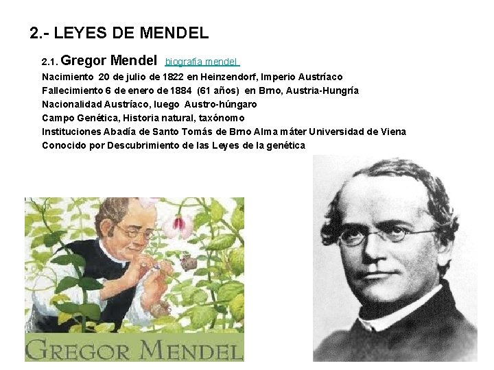 2. - LEYES DE MENDEL 2. 1. Gregor Mendel biografía mendel Nacimiento 20 de