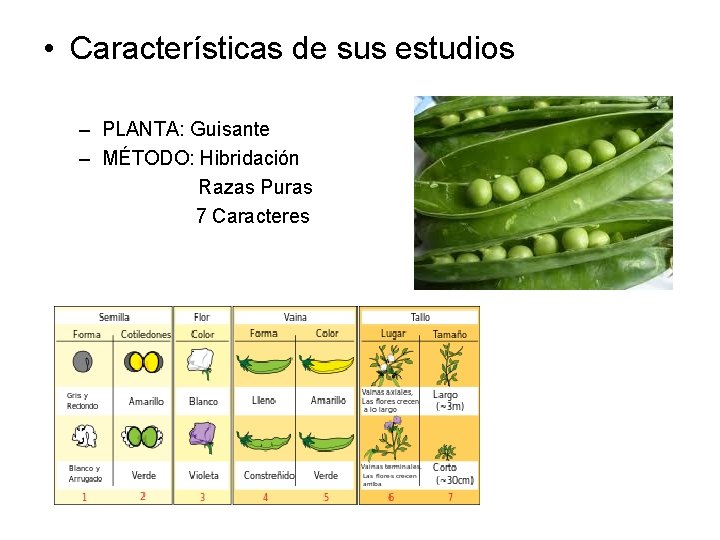  • Características de sus estudios – PLANTA: Guisante – MÉTODO: Hibridación Razas Puras