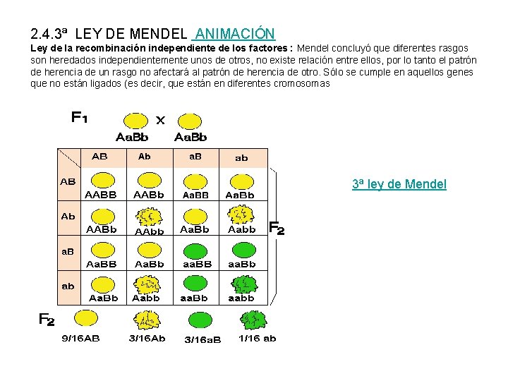 2. 4. 3ª LEY DE MENDEL ANIMACIÓN Ley de la recombinación independiente de los