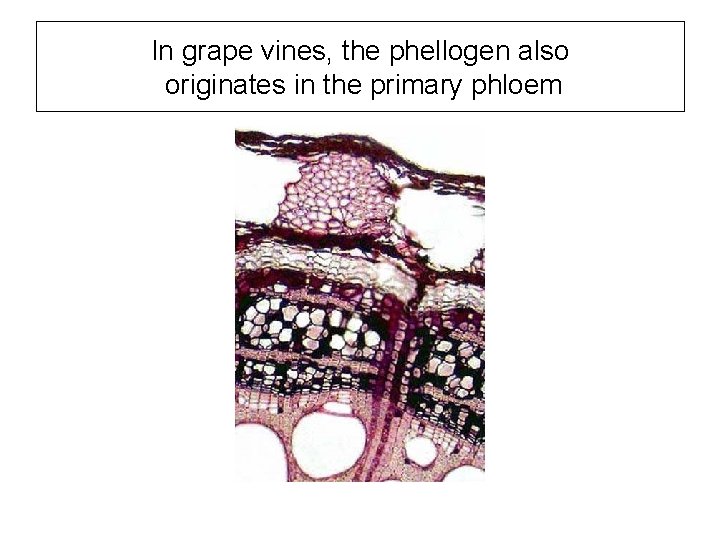 In grape vines, the phellogen also originates in the primary phloem 