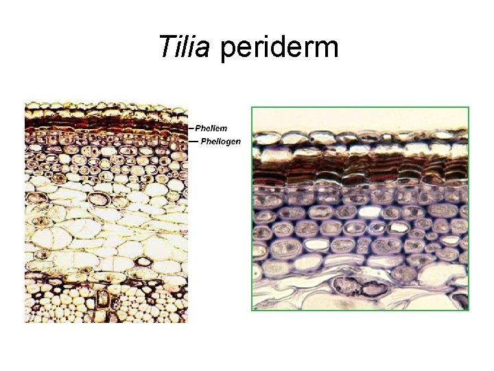 Tilia periderm 