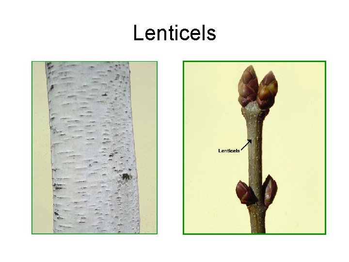 Lenticels 