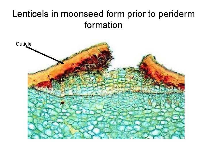 Lenticels in moonseed form prior to periderm formation Cuticle 