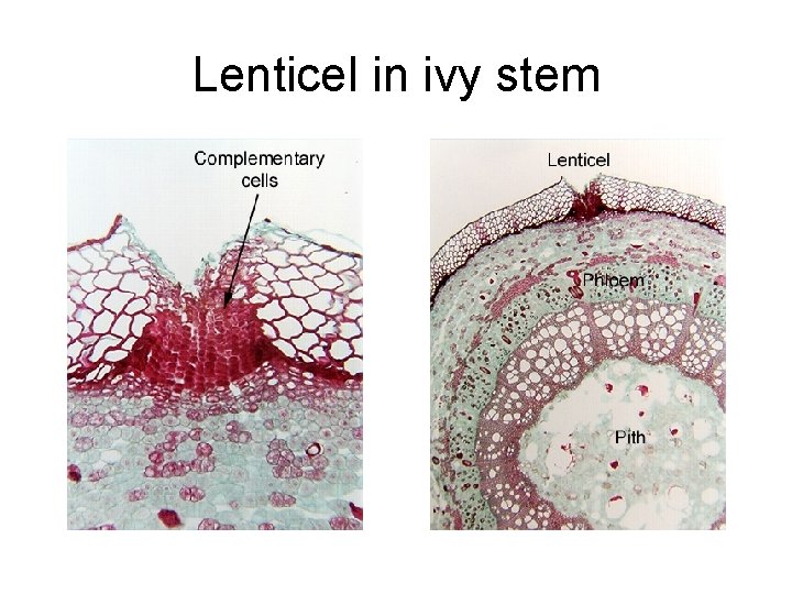 Lenticel in ivy stem 