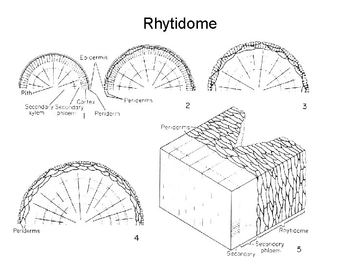 Rhytidome 