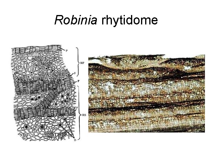 Robinia rhytidome 