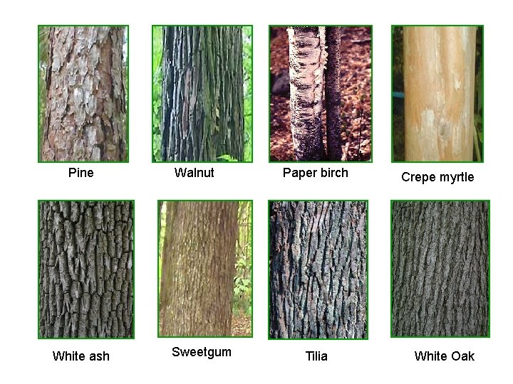 Pine White ash Walnut Sweetgum Paper birch Tilia Crepe myrtle White Oak 