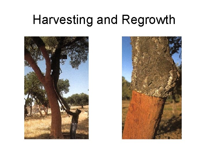 Harvesting and Regrowth 