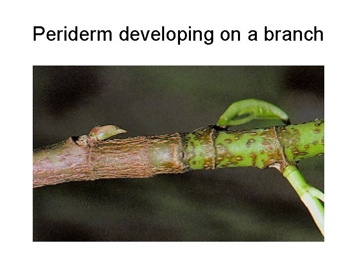 Periderm developing on a branch 