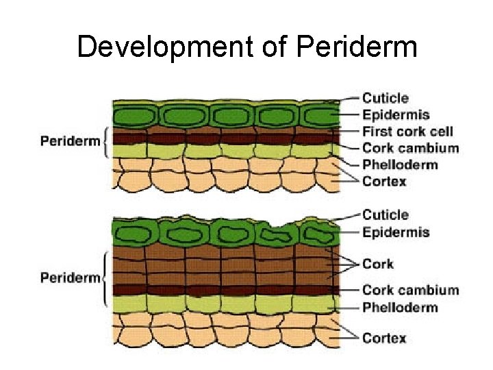 Development of Periderm 