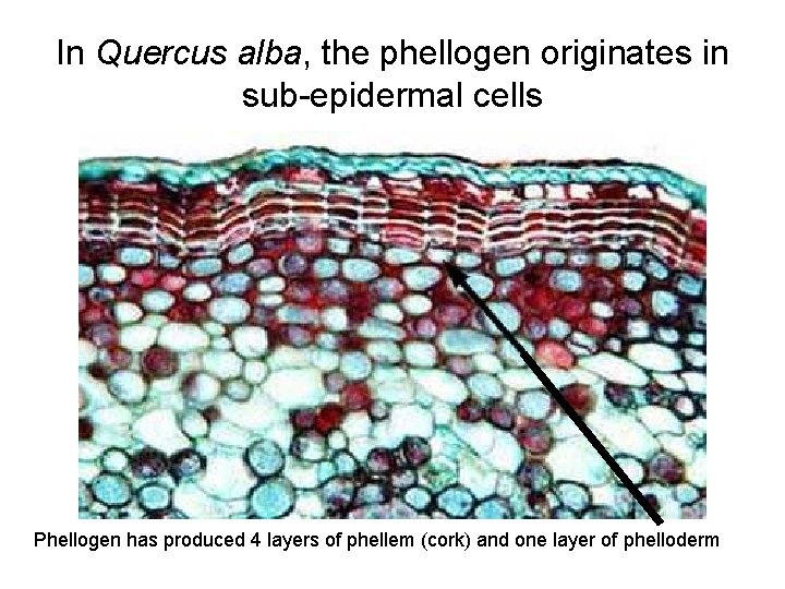 In Quercus alba, the phellogen originates in sub-epidermal cells Phellogen has produced 4 layers